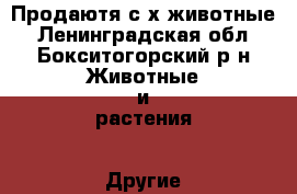 Продаютя с/х животные - Ленинградская обл., Бокситогорский р-н Животные и растения » Другие животные   . Ленинградская обл.